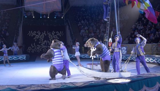 Цирковое шоу «Новогодняя тайна пирата»