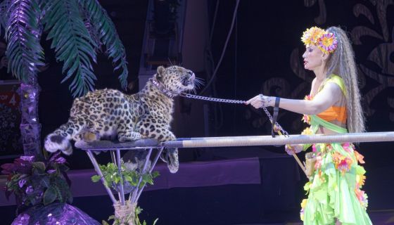 Цирковое шоу «Новогодняя тайна пирата»