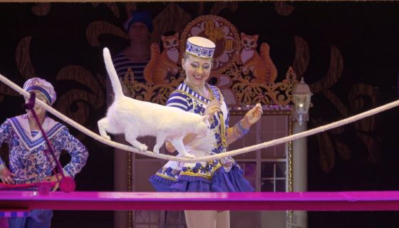 Цирковое шоу «Новогодняя тайна пирата»