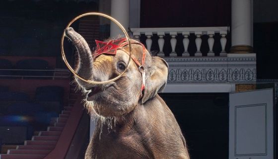 Цирк «Девочка и слон»