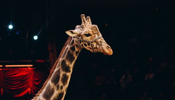 Жираф шоу